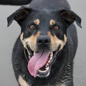 Meet your Posher, Daphne